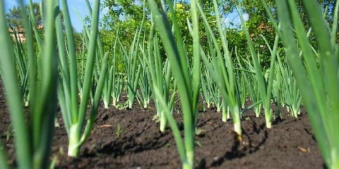 Sadnja useva posle luka i belog luka za sledeću godinu